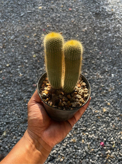 2 Golden Ball Cactus: Parodia Leninghausii Live Succulent - Easy Care Houseplant