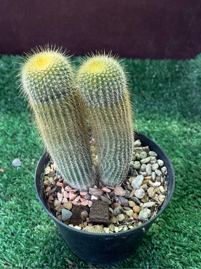 2 Golden Ball Cactus: Parodia Leninghausii Live Succulent - Easy Care Houseplant