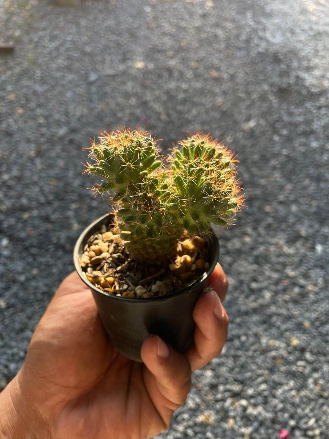 Alt Tag: ladyfinger cactus Mammillaria elongata succulent in small nursery pot with golden spines, hand-held close-up
