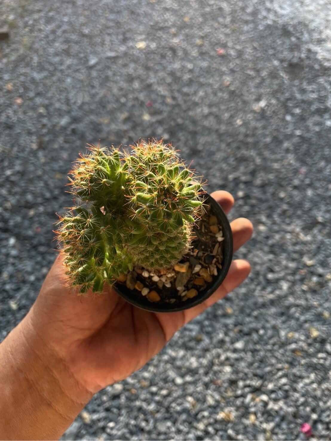 Alt Tag: ladyfinger cactus Mammillaria elongata succulent in small pot with golden spines, clustered finger-like stems