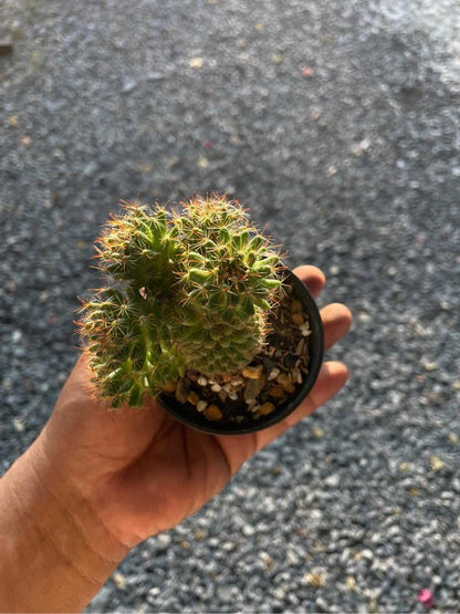 Alt Tag: ladyfinger cactus Mammillaria elongata succulent in small pot with golden spines, clustered finger-like stems