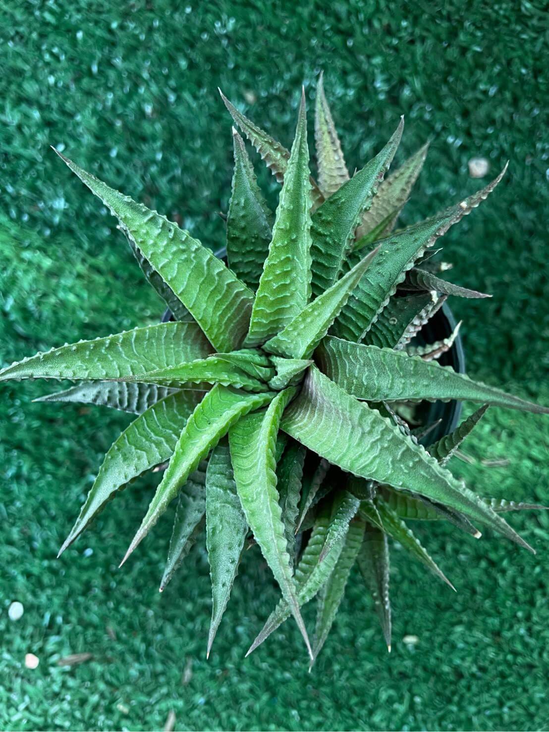 Alt Tag: Haworthiopsis limifolia zebra plant top view in pot, ridged green succulent rosette for indoor ornamental houseplant decor