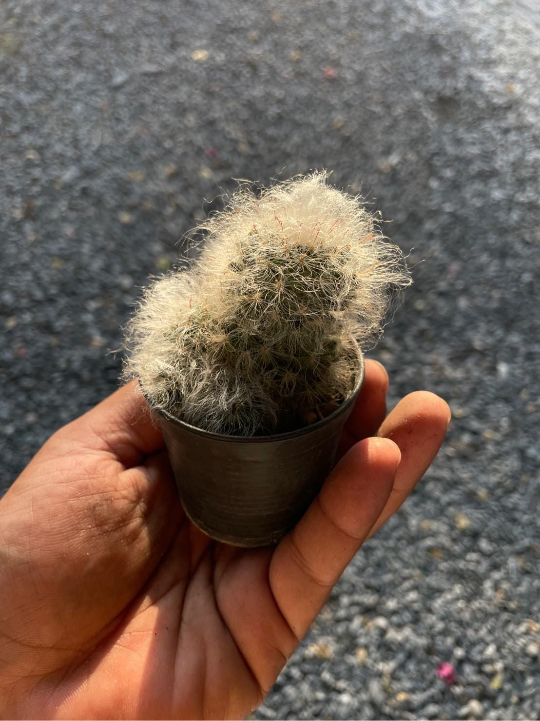 Close-Up Detail of Peruvian Old Lady Cactus, Fuzzy White Indoor Succulent, Easy Care Desert Plant, Unique Houseplant Gift, Small Potted Cactus Decor, highlighting its cactus look and listing presentation