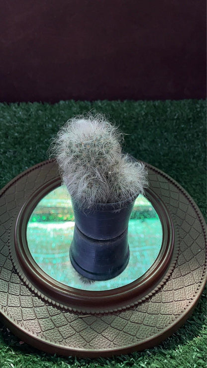 Styled Display View of Peruvian Old Lady Cactus, Fuzzy White Indoor Succulent, Easy Care Desert Plant, Unique Houseplant Gift, Small Potted Cactus Decor, highlighting its cactus look and listing presentation