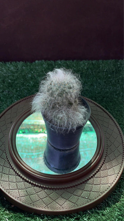 Packaging View of Peruvian Old Lady Cactus, Fuzzy White Indoor Succulent, Easy Care Desert Plant, Unique Houseplant Gift, Small Potted Cactus Decor, highlighting its cactus look and listing presentation