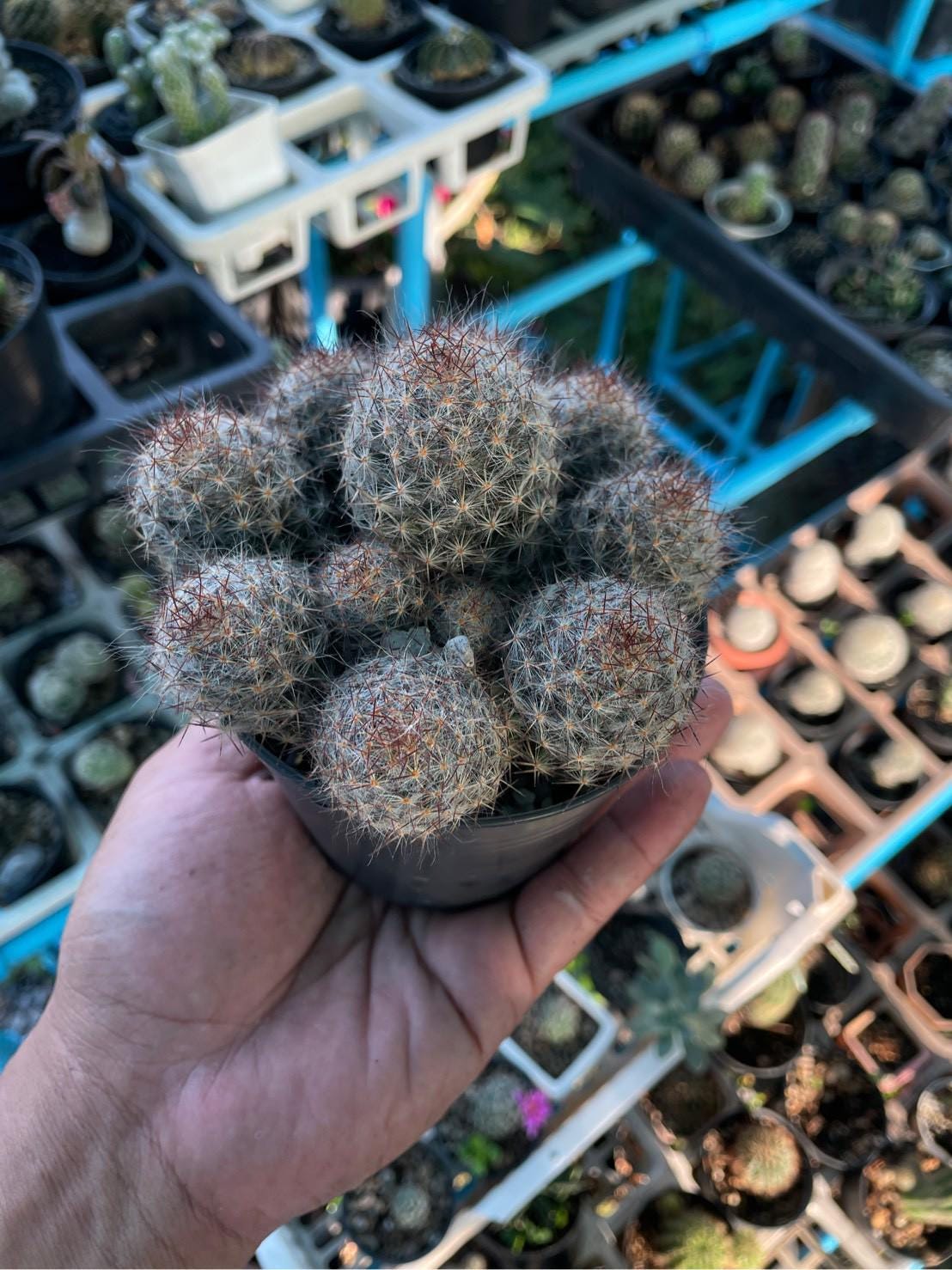 Side View of Melocactus Violaceus Cactus: Rare Exotic Desert Plant, highlighting its cactus look and listing presentation