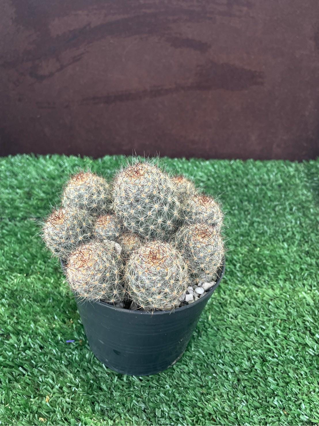 Overhead View of Melocactus Violaceus Cactus: Rare Exotic Desert Plant, highlighting its cactus look and listing presentation