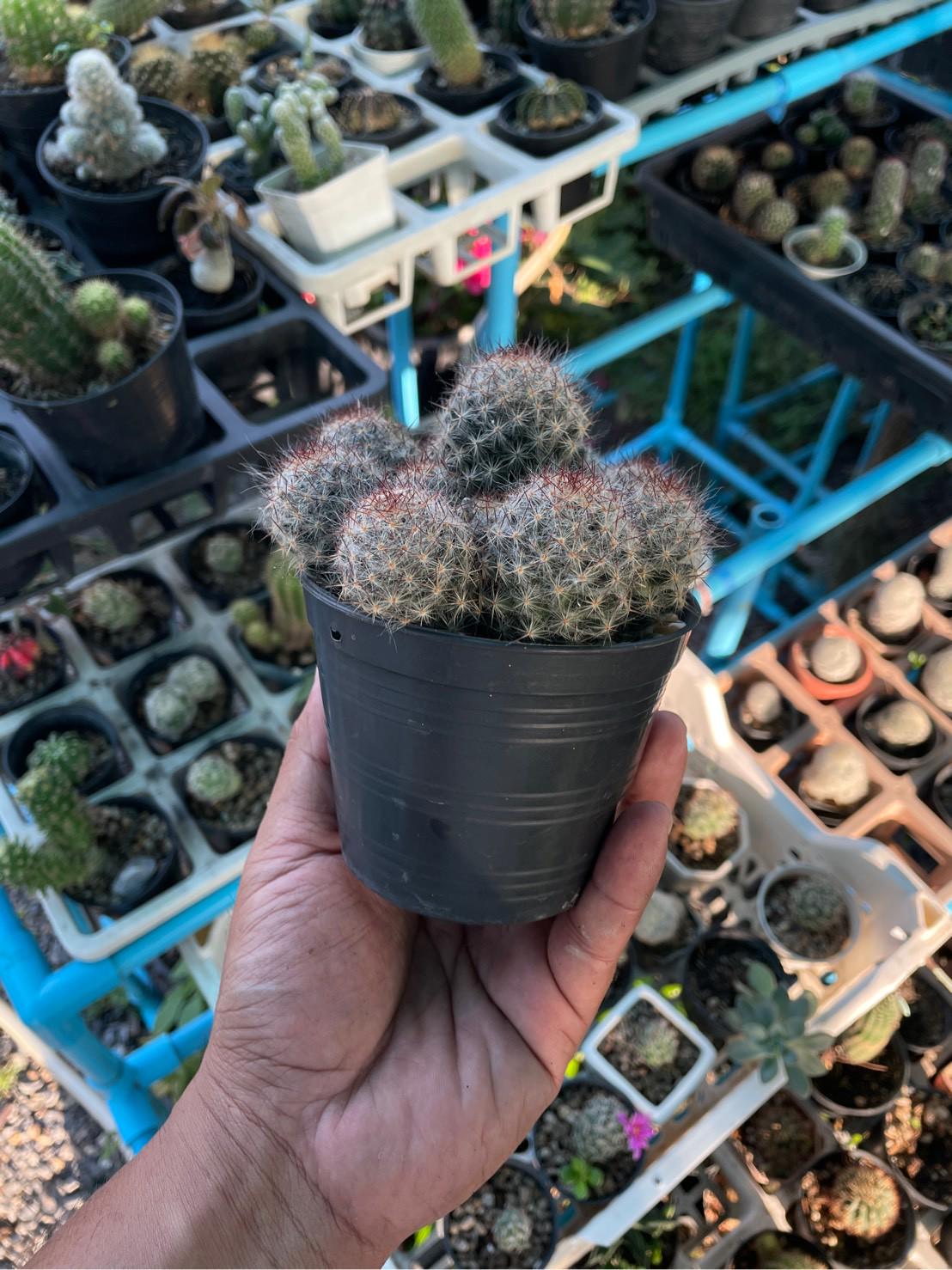 Additional Detail View of Melocactus Violaceus Cactus: Rare Exotic Desert Plant, highlighting its cactus look and listing presentation