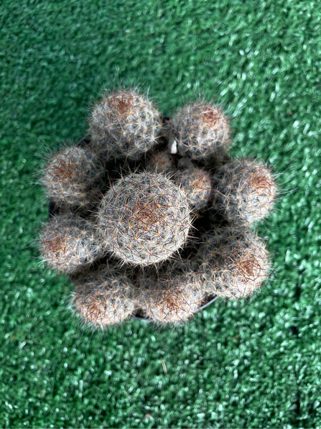 Packaging View of Melocactus Violaceus Cactus: Rare Exotic Desert Plant, highlighting its cactus look and listing presentation