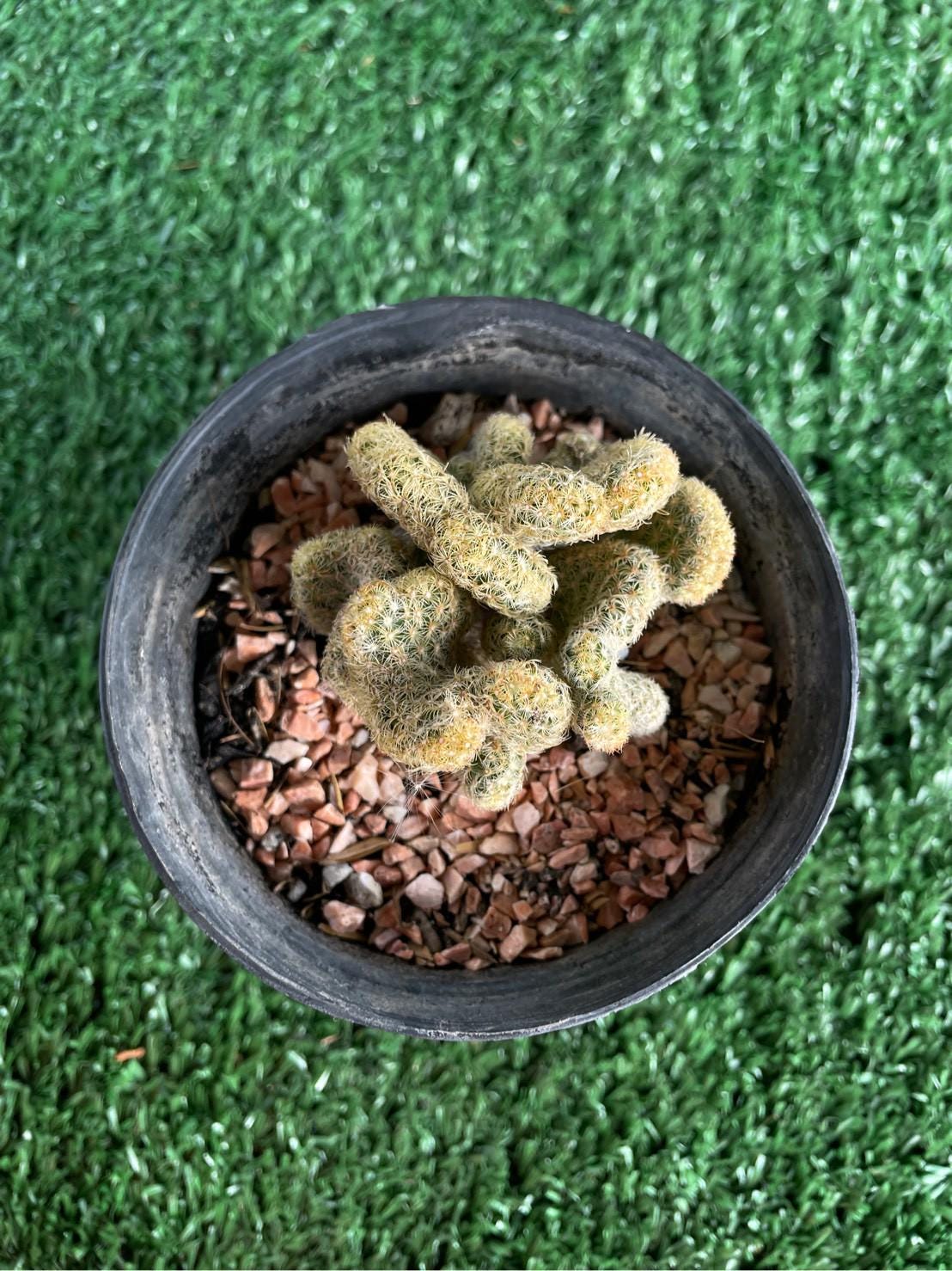 Brain Cactus: Mammillaria Elongata Cristata Live Crested Succulent