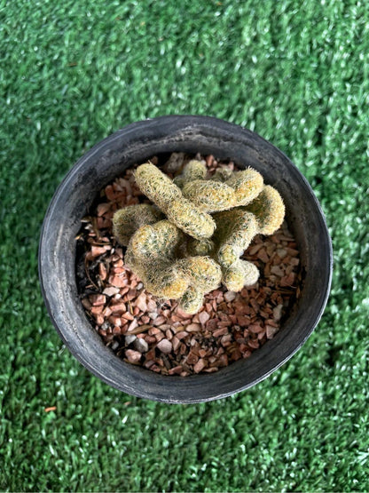Brain Cactus: Mammillaria Elongata Cristata Live Crested Succulent