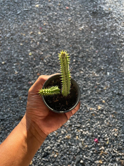 Alt Tag: 2 huernia macrocarpa starfish cactus rare succulent easy care in small pot held in hand, green spiky stems