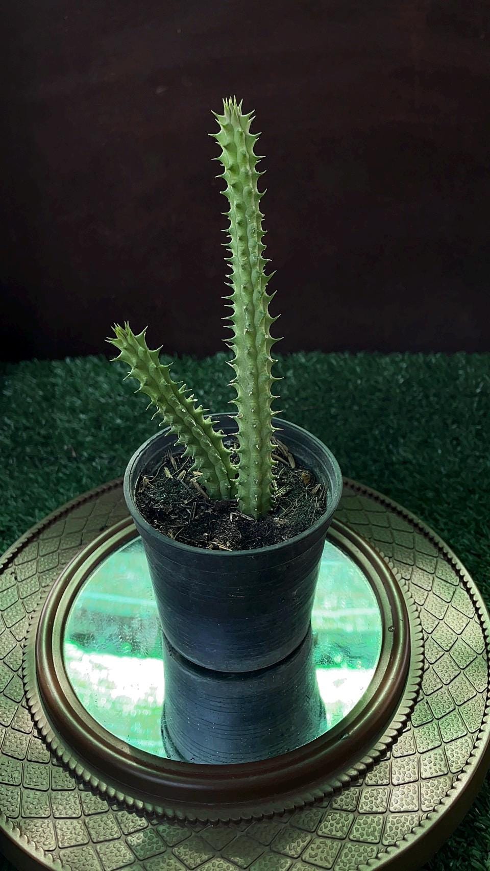Alt Tag: 2 huernia macrocarpa starfish cactus rare succulent easy care in pot with tall spiny green stems on decorative tray