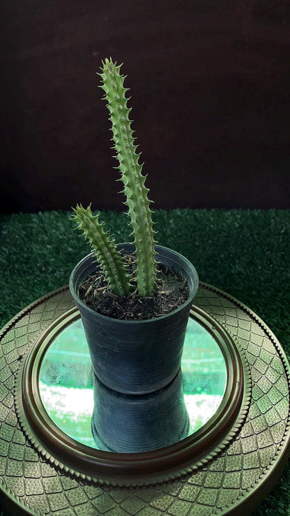 2 huernia macrocarpa starfish cactus rare succulent easy care potted rare Huernia macrocarpa succulent with tall spiky green stems
