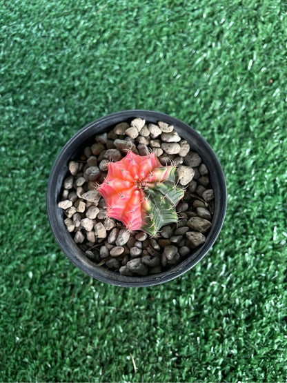 variegated gymnocalycium cactus colorful desert cactus close up