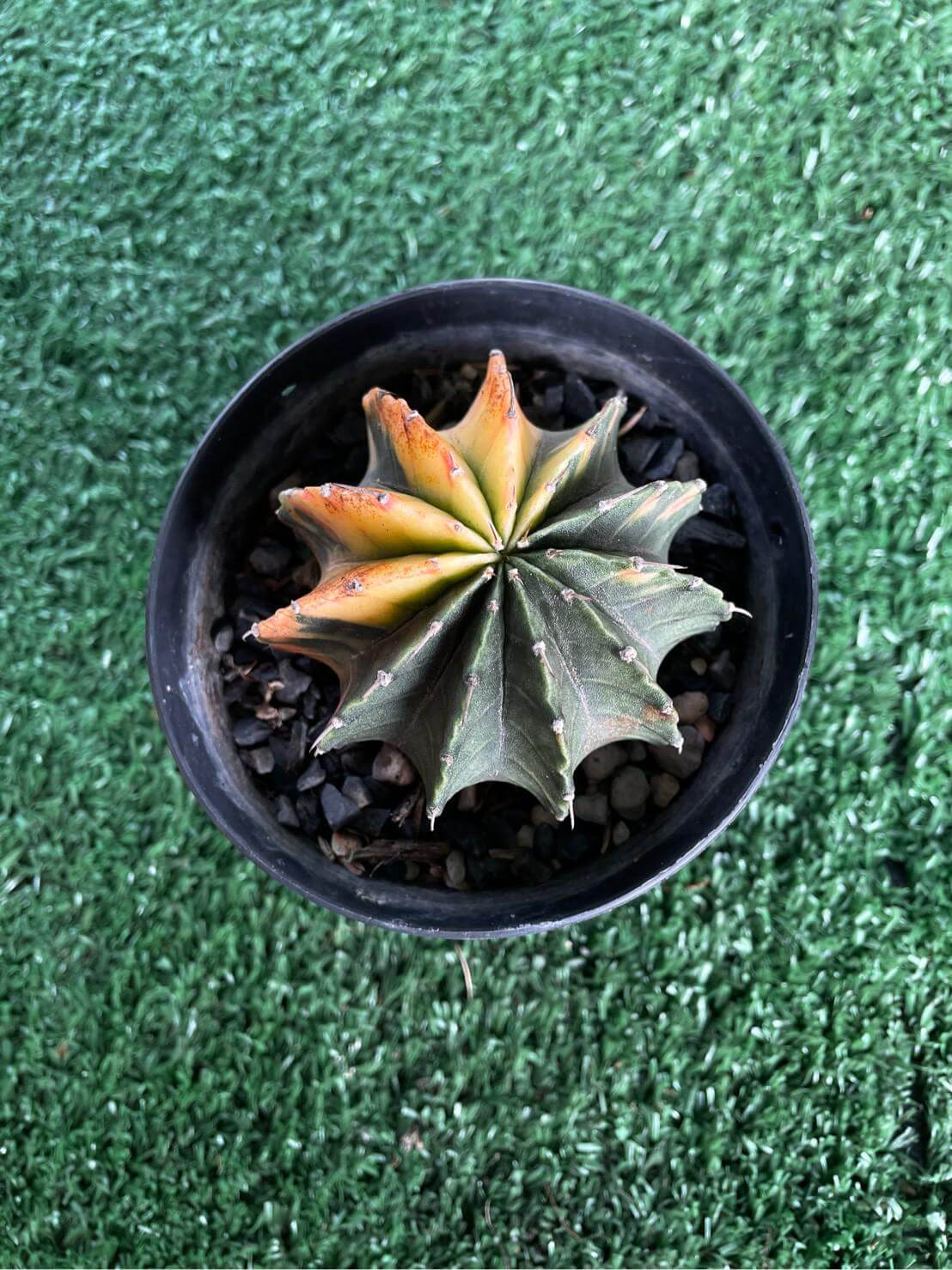 variegated gymnocalycium cactus rare ornamental cactus plant