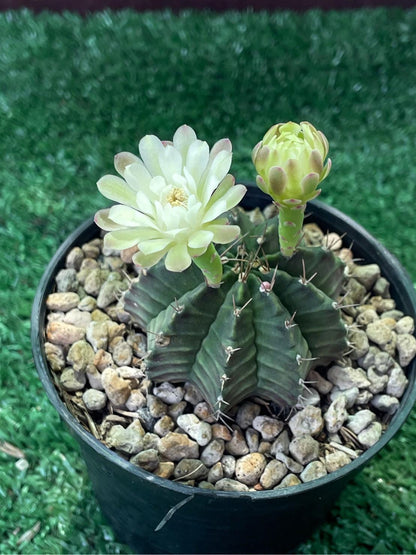 Gymnocalycium Mihanovichii Cactus