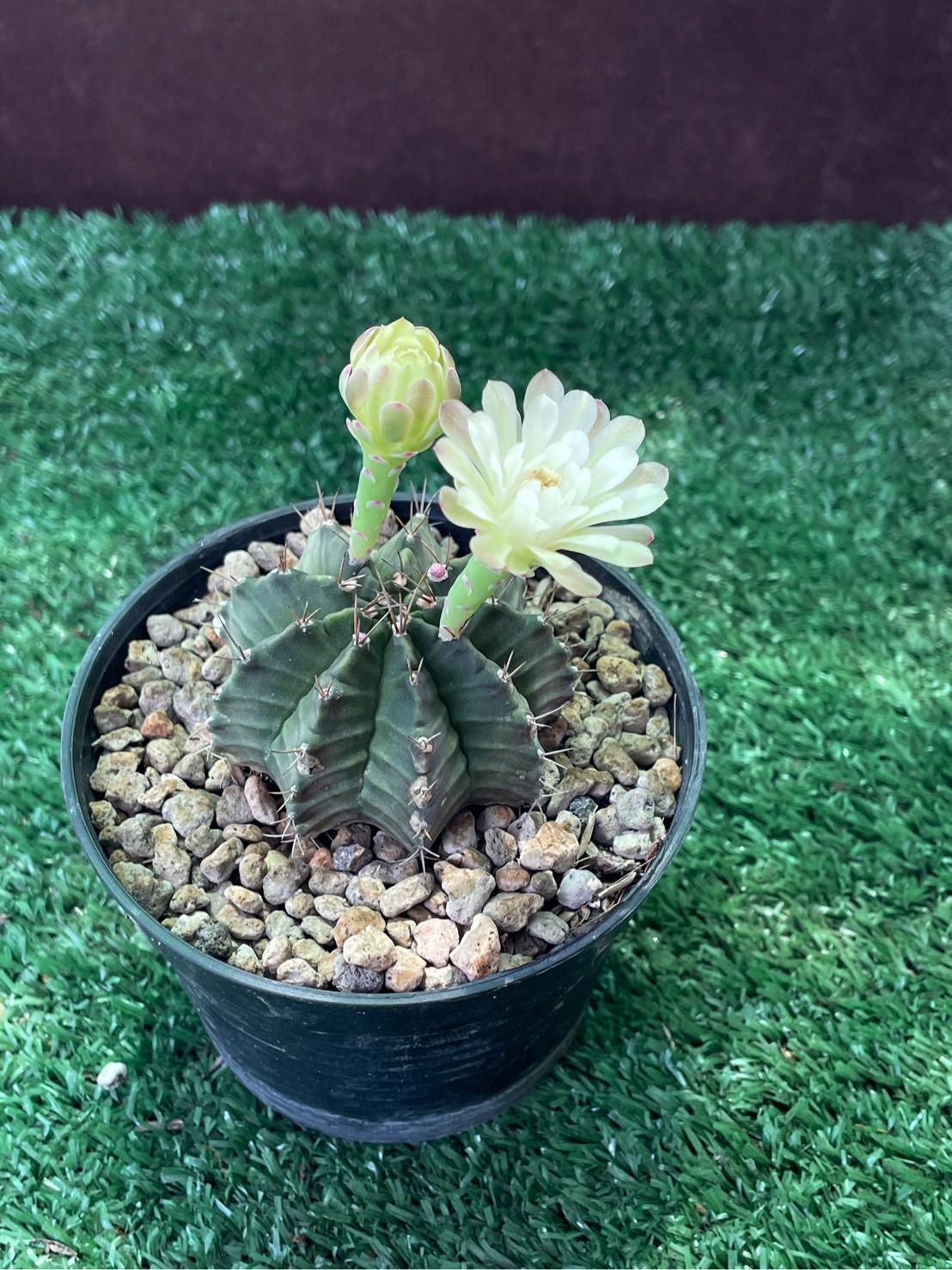 Gymnocalycium Mihanovichii Cactus