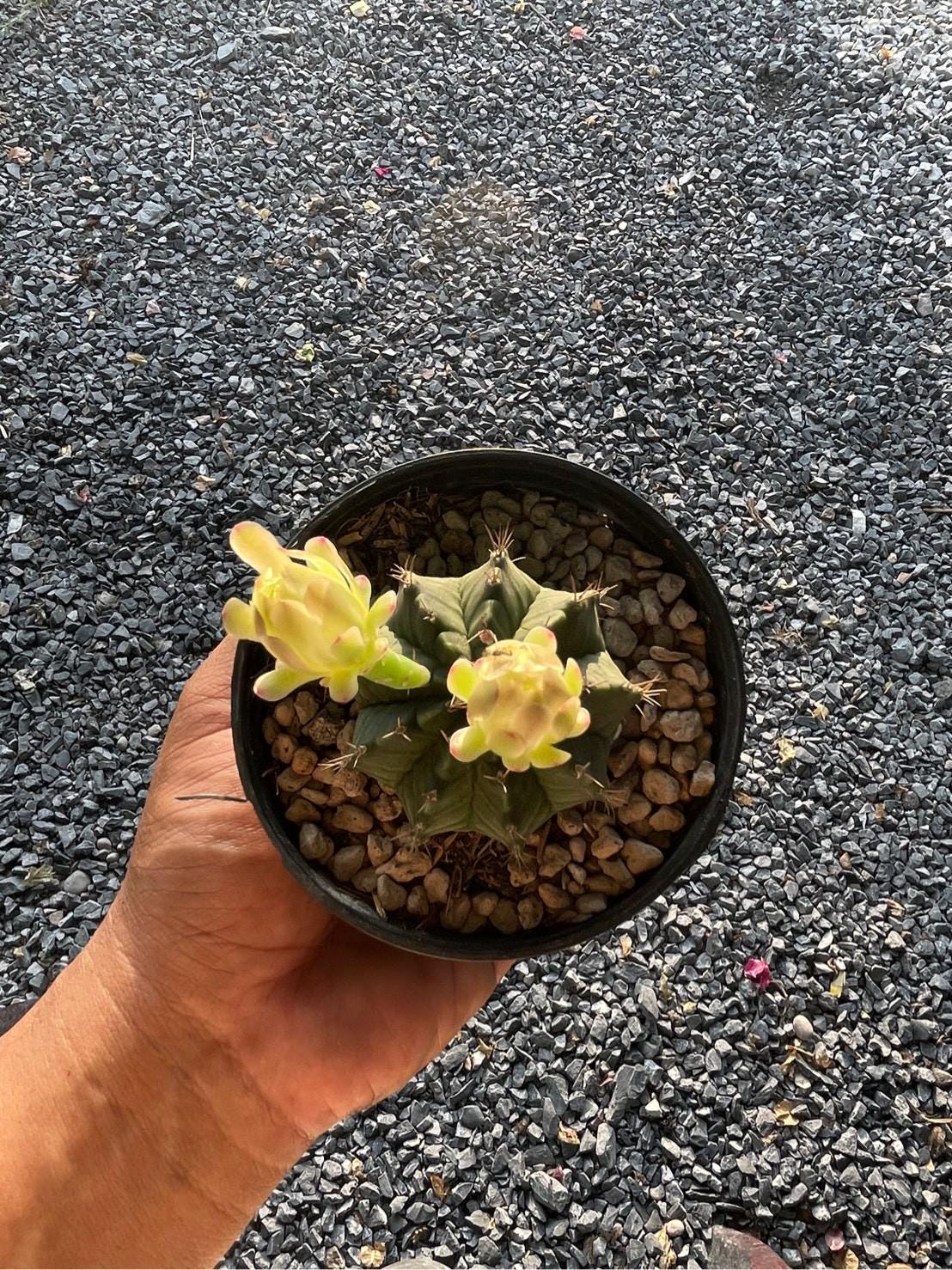 Gymnocalycium Mihanovichii Cactus