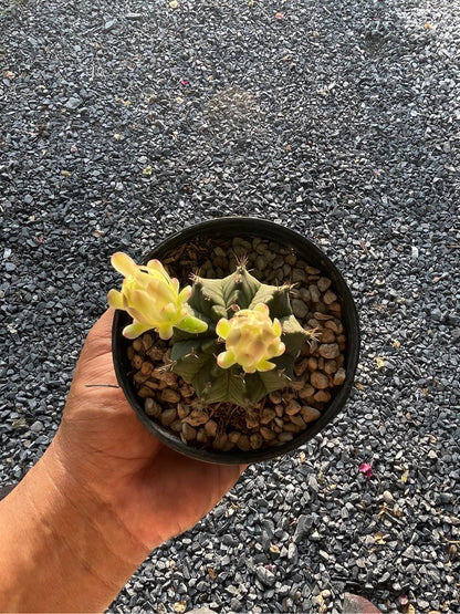 Gymnocalycium Mihanovichii Cactus