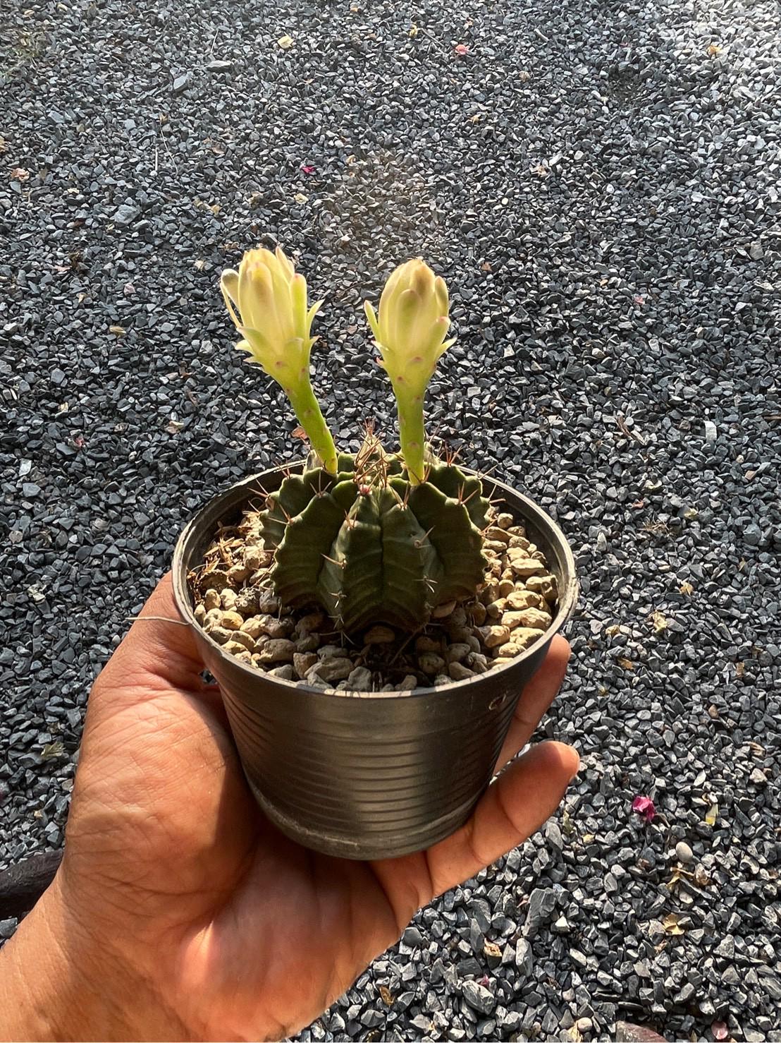 Gymnocalycium Mihanovichii Cactus