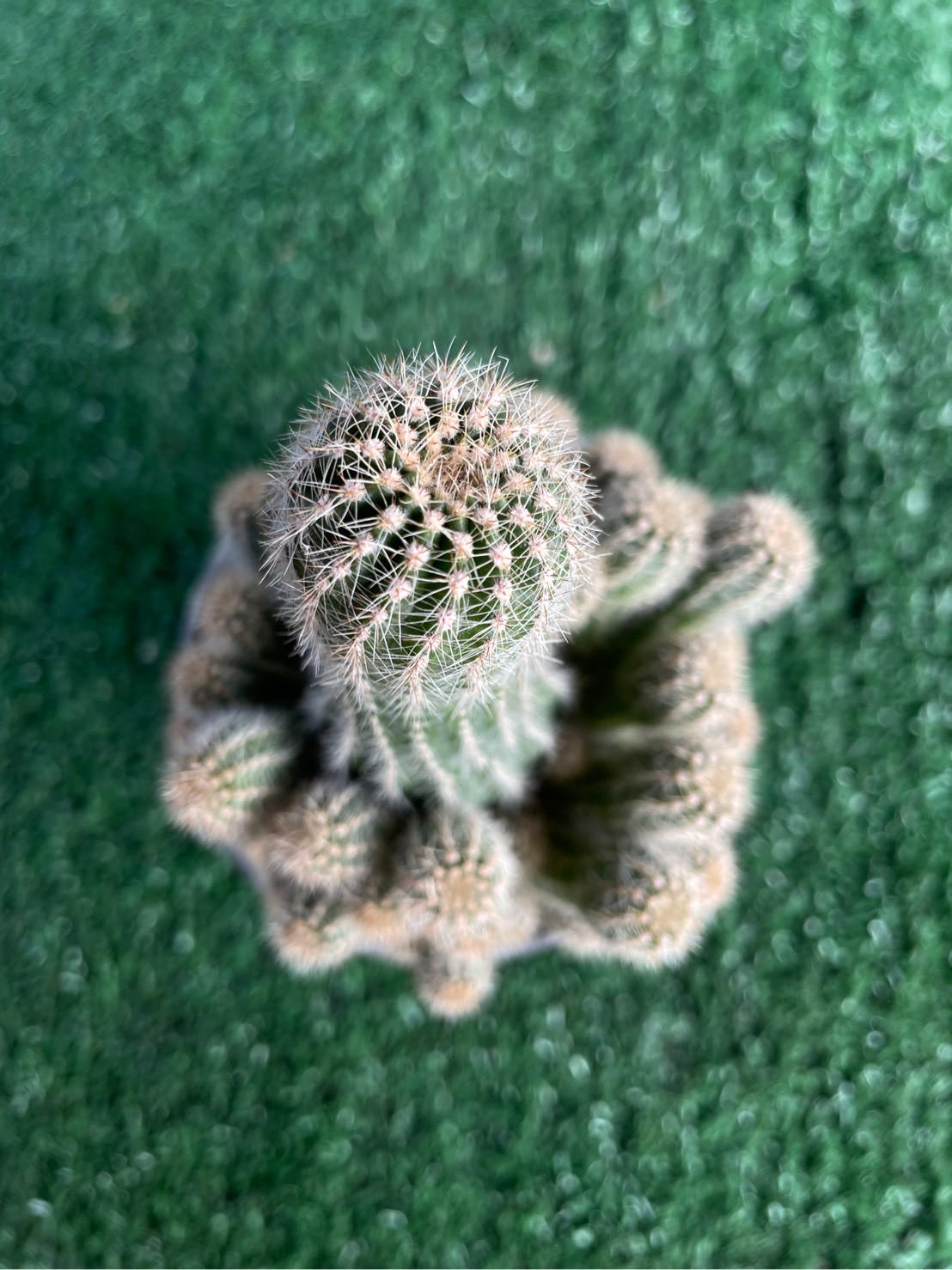 Packaging View of Peanut Cactus Live Succulent, Mini Indoor Cactus Plant, Easy Care Desk Houseplant, Small Decorative Gift, highlighting its cactus look and listing presentation