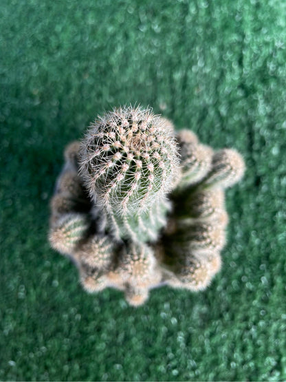 Packaging View of Peanut Cactus Live Succulent, Mini Indoor Cactus Plant, Easy Care Desk Houseplant, Small Decorative Gift, highlighting its cactus look and listing presentation