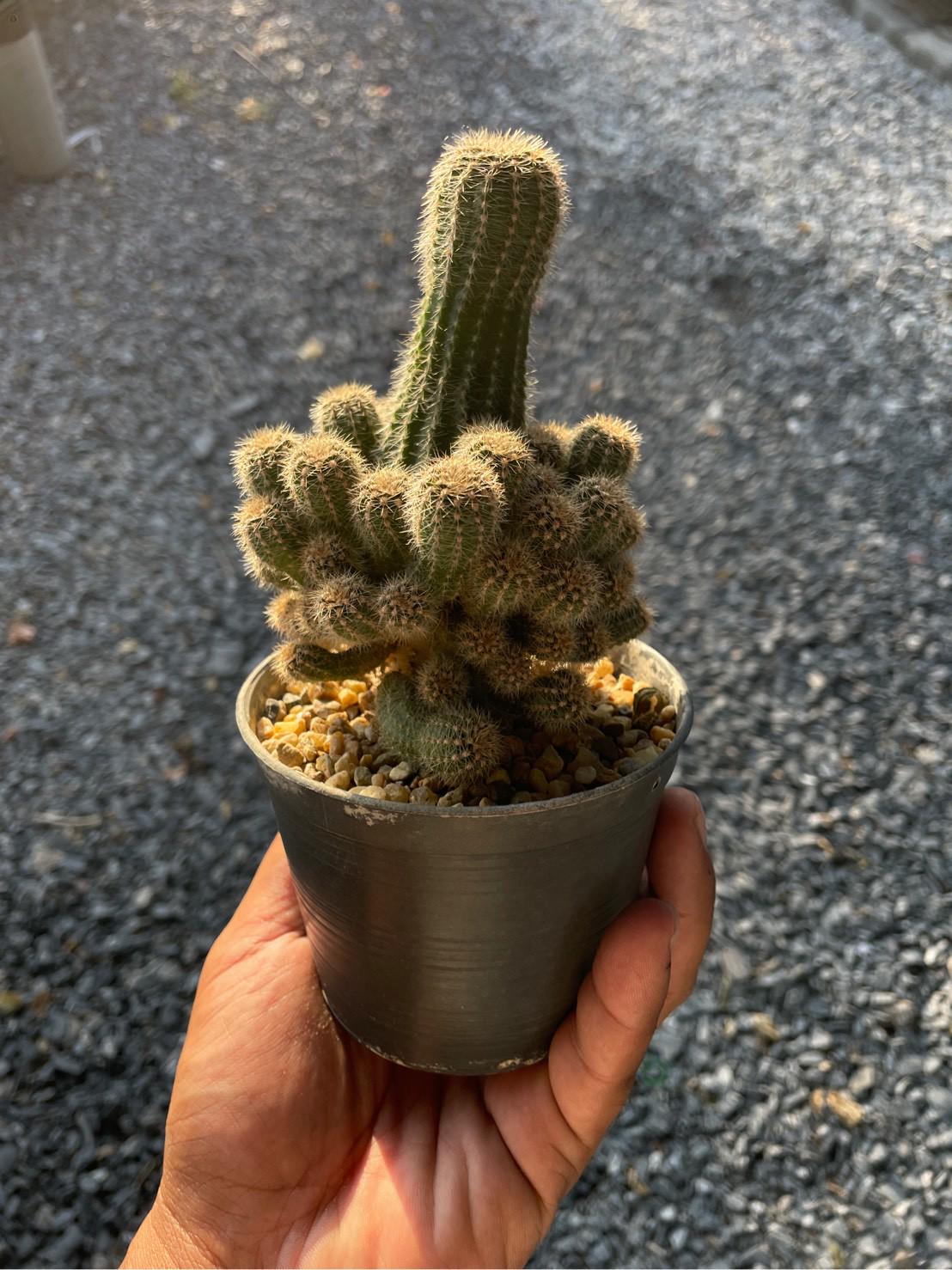 Overhead View of Peanut Cactus Live Succulent, Mini Indoor Cactus Plant, Easy Care Desk Houseplant, Small Decorative Gift, highlighting its cactus look and listing presentation