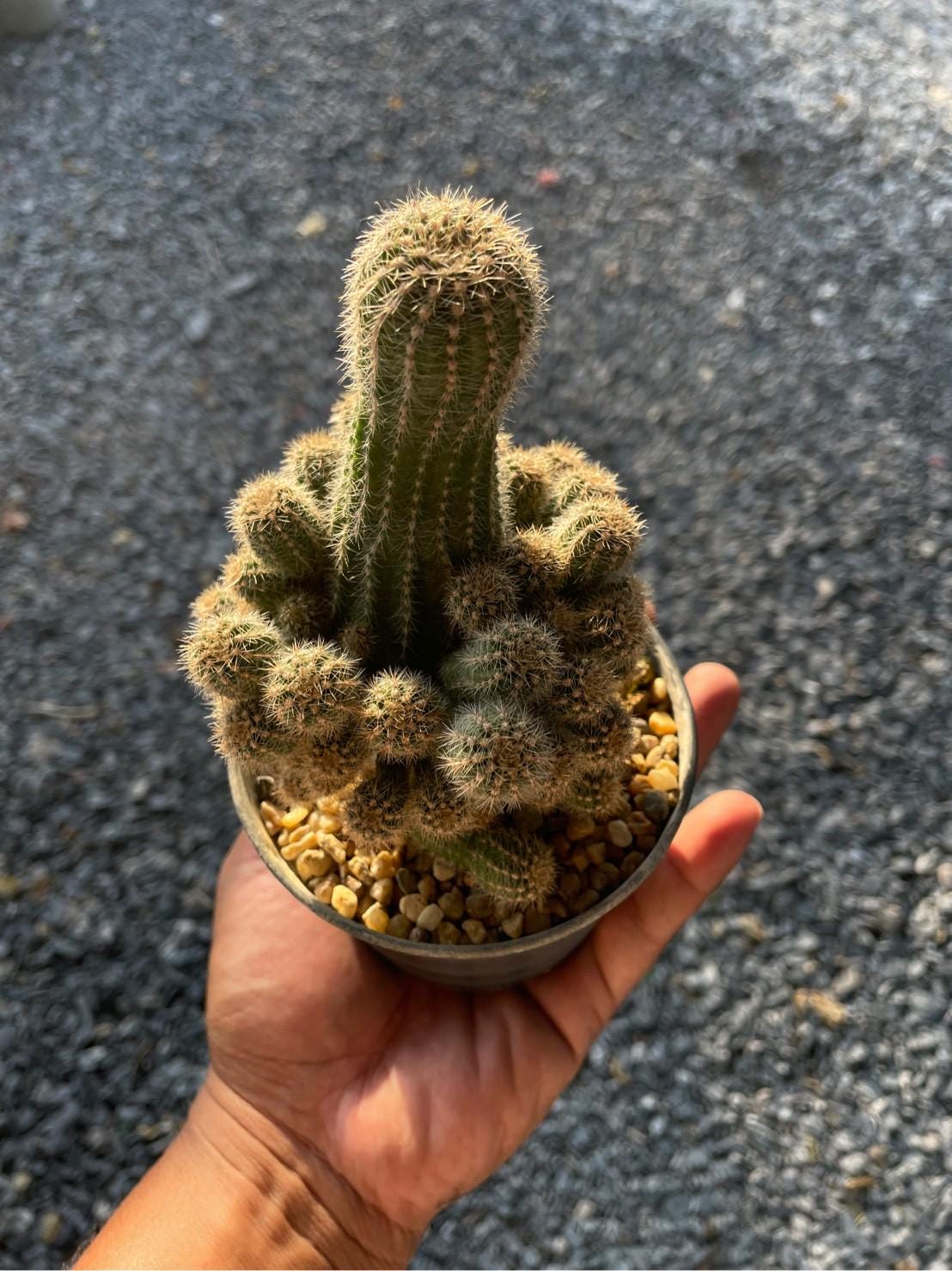 Styled Display View of Peanut Cactus Live Succulent, Mini Indoor Cactus Plant, Easy Care Desk Houseplant, Small Decorative Gift, highlighting its cactus look and listing presentation