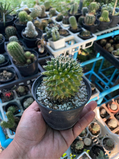 Mammillaria Cactus Set: Live Indoor Succulent - Collector's Desert Plant