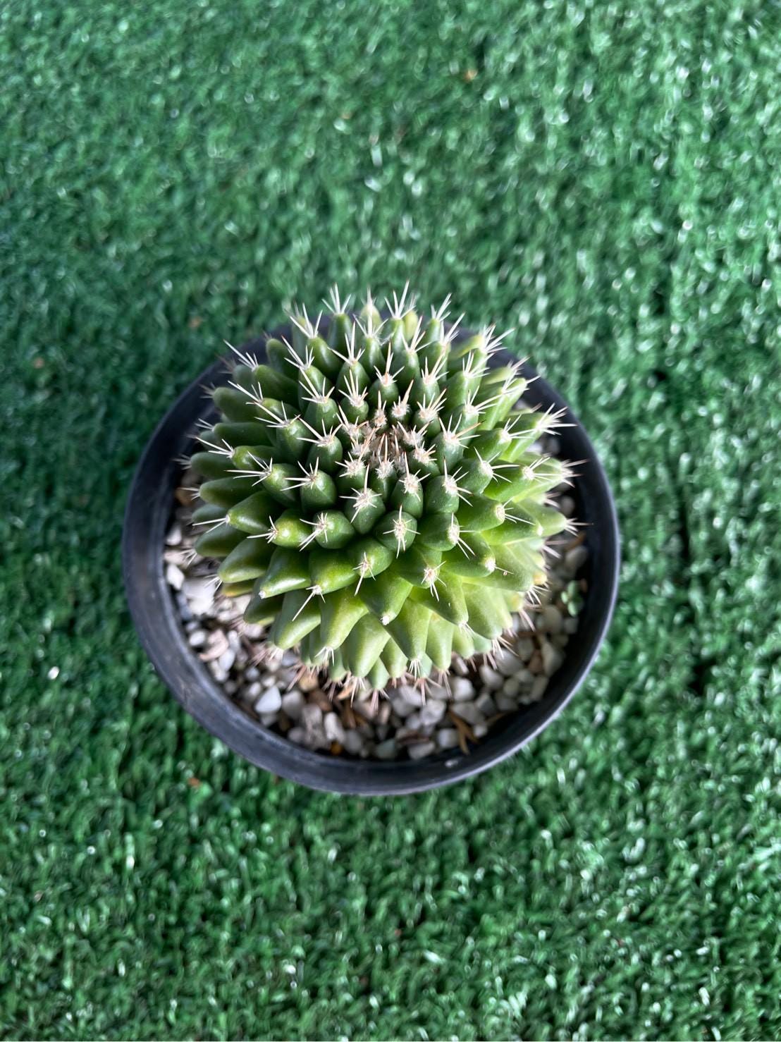 Mammillaria Cactus Set: Live Indoor Succulent - Collector's Desert Plant