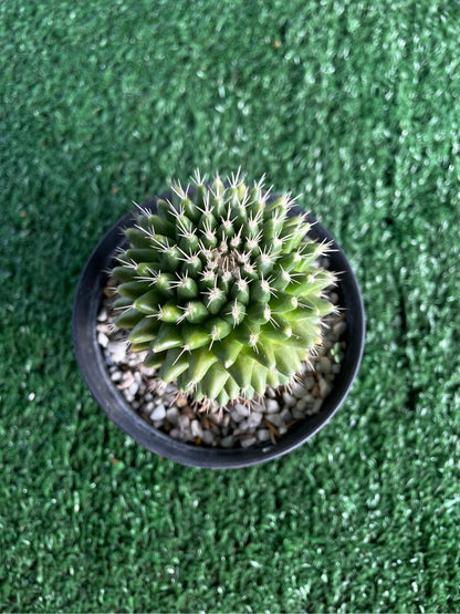 Mammillaria Cactus Set: Live Indoor Succulent - Collector's Desert Plant