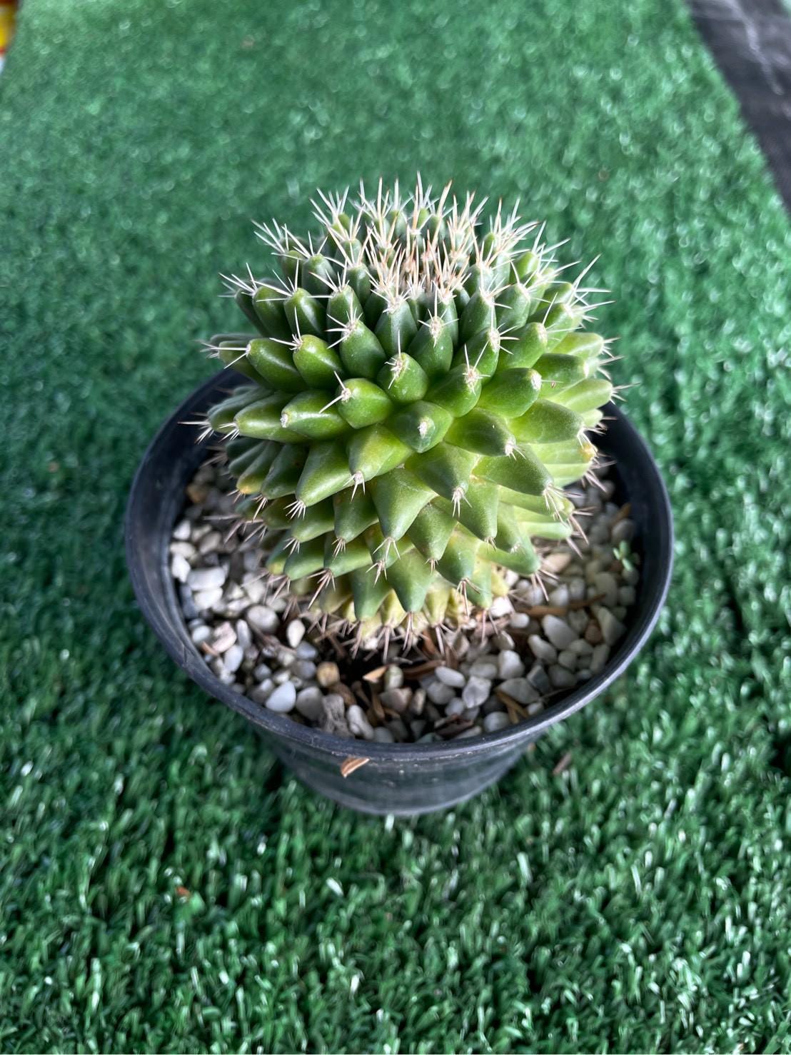 Mammillaria Cactus Set: Live Indoor Succulent - Collector's Desert Plant
