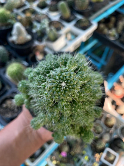 Alt Tag: Mammillaria spinosissima red needle cactus live plant close-up in nursery pot, unique indoor succulent for decor or gift