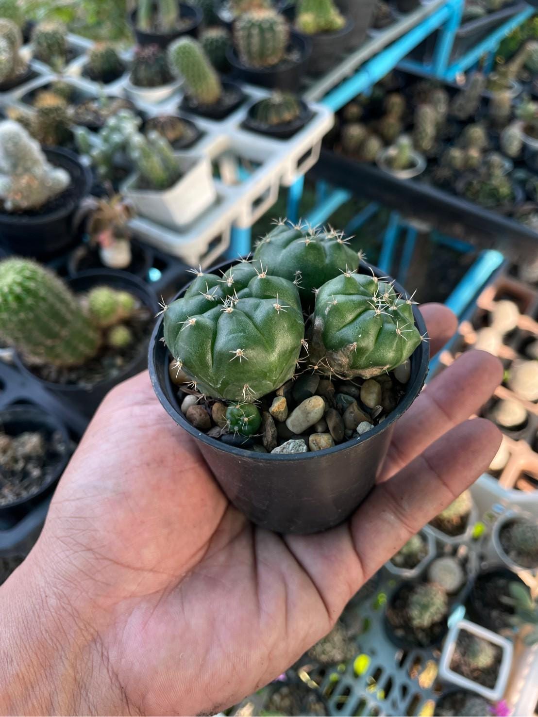 2 Pcs Chin Cactus - Gymnocalycium reductum 'leucodictyon'
