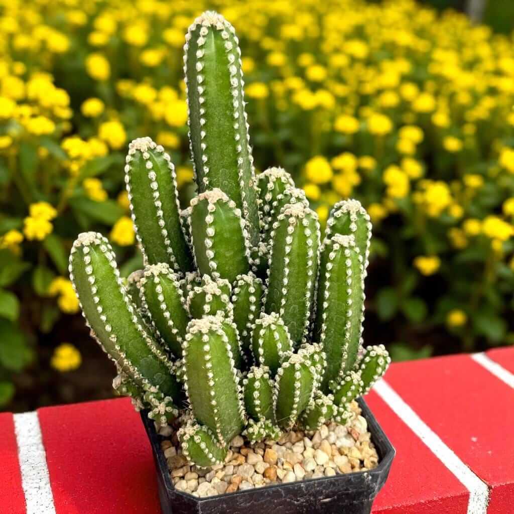 Alt Tag: Fairy Castle Cactus plant in small pot, turreted green stems with white spines, easy-care mini indoor succulent