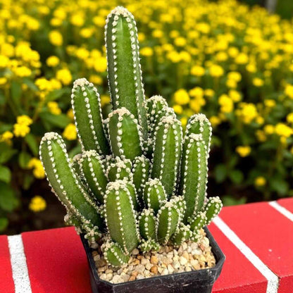 Alt Tag: Fairy Castle Cactus plant in small pot, turreted green stems with white spines, easy-care mini indoor succulent