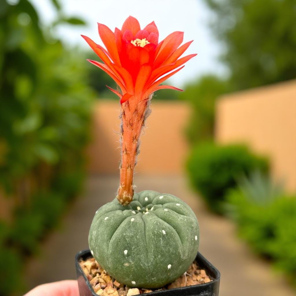 Close-Up Detail of Matucana Cactus Indoor Plant, Colorful Flowering Succulent, Easy Care Desert Houseplant, Small Potted Cactus Gift, Desk Decor, highlighting its cactus look and listing presentation