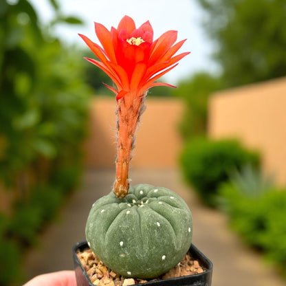 Close-Up Detail of Matucana Cactus Indoor Plant, Colorful Flowering Succulent, Easy Care Desert Houseplant, Small Potted Cactus Gift, Desk Decor, highlighting its cactus look and listing presentation