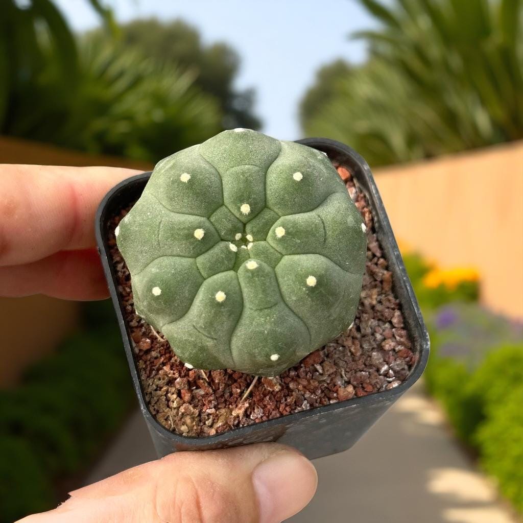 Packaging View of Matucana Cactus Indoor Plant, Colorful Flowering Succulent, Easy Care Desert Houseplant, Small Potted Cactus Gift, Desk Decor, highlighting its cactus look and listing presentation