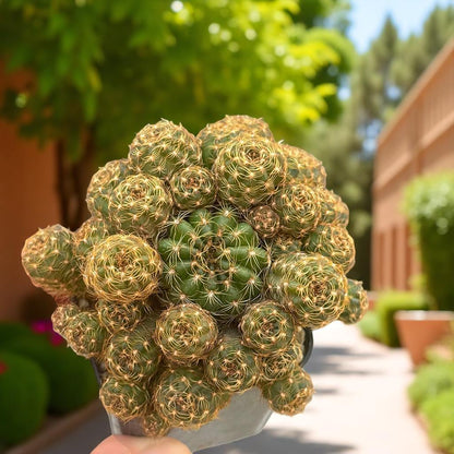 Overhead View of Mini Cluster Cactus Live Plant, Small Indoor Succulent, Easy Care Desk Plant, Desert Houseplant Gift, Cute Potted Cactus Decor, highlighting its cactus look and listing presentation