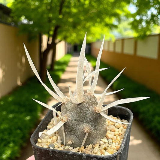 Main product photo of Jointed Desert Cactus Plant, Unique Indoor Succulent, Easy Care Decorative Houseplant, Minimalist Home Decor Gift, showing the primary view of the listing
