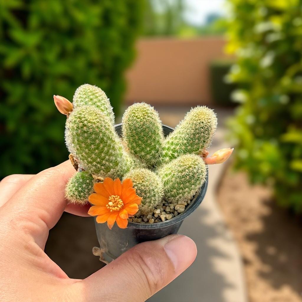 Overhead View of Mini Flowering Indoor Cactus, Live Small Succulent Plant, Easy Care Desk Houseplant, Orange Bloom Cactus Gift, highlighting its cactus look and listing presentation