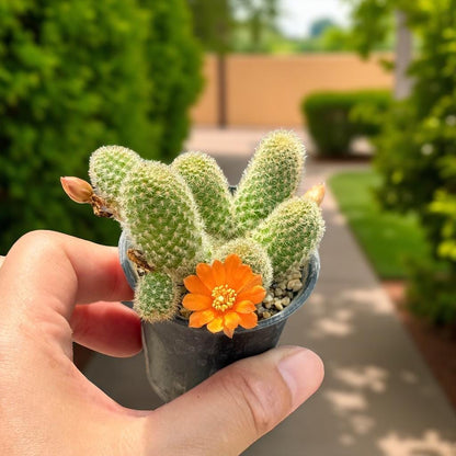 Styled Display View of Mini Flowering Indoor Cactus, Live Small Succulent Plant, Easy Care Desk Houseplant, Orange Bloom Cactus Gift, highlighting its cactus look and listing presentation