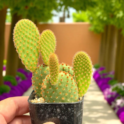 Bunny Ear Cactus