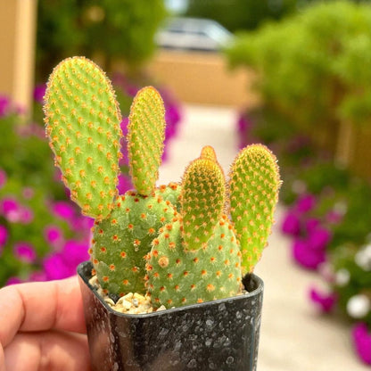 Bunny Ear Cactus