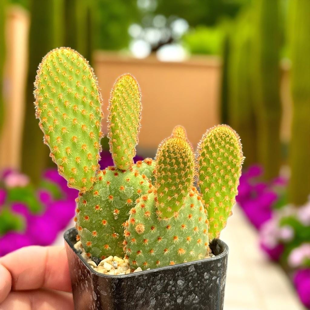 Bunny Ear Cactus
