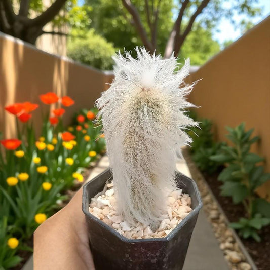 Old Man Cactus: Fuzzy Cephalocereus Senilis Succulent - Unique Desert Houseplant