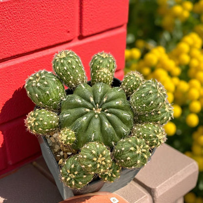 Matucana Polzii Cactus