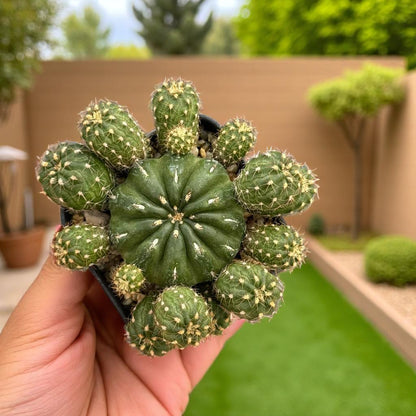 Matucana Polzii Cactus